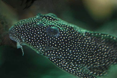 Hypancistrus sp. (L262) = head view