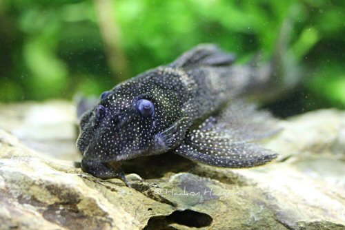 Hypancistrus sp. (L262) = head view