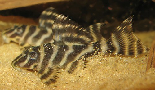 Hypancistrus sp. (L 270)