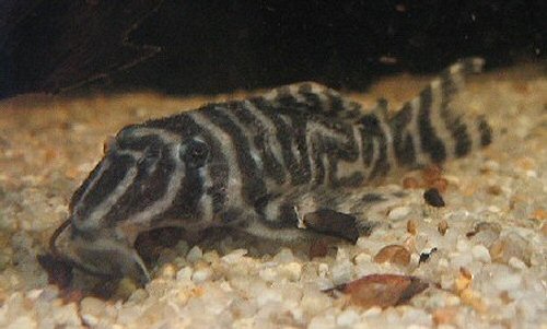 Hypancistrus sp. (L316)