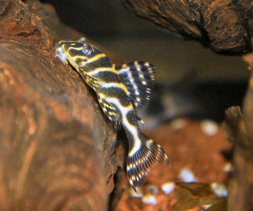 Hypancistrus sp. (L340) = youngster