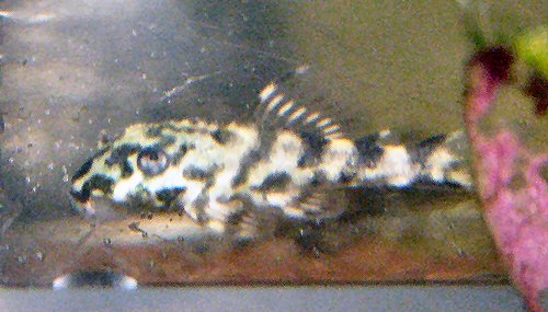 Hypancistrus sp. (L340) - 1 month old fry