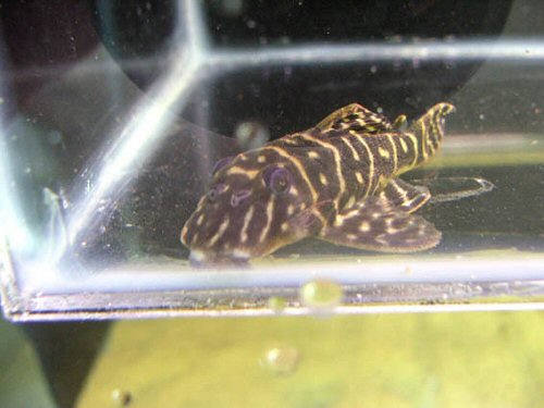 Hypancistrus sp.  (L340)