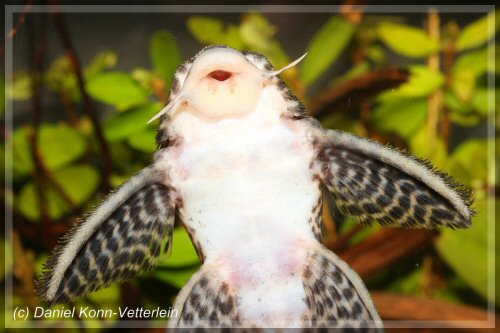 Hypancistrus sp. (L399) = ventral view