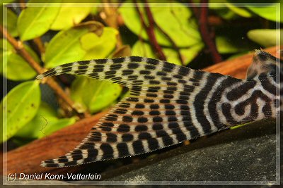 Hypancistrus sp. (L399) = caudal view