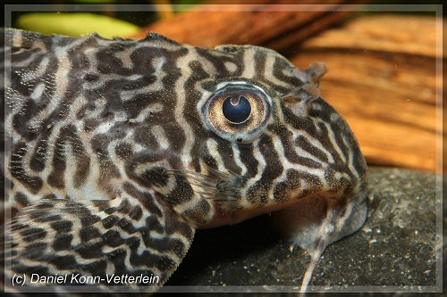 Hypancistrus sp. (L399) = head view