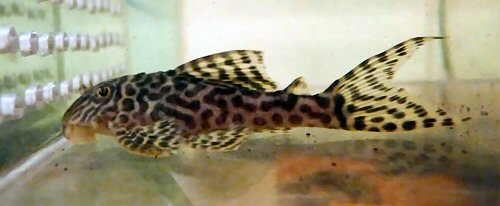 Hypancistrus sp. (L400)