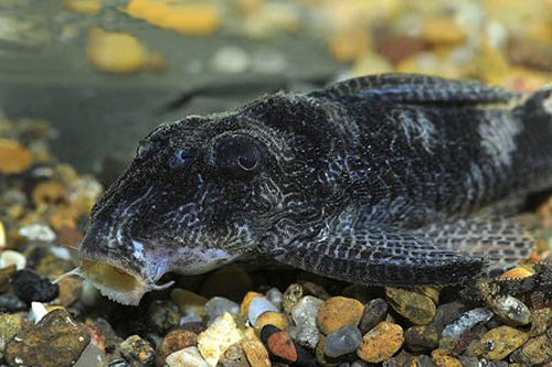 Hypancistrus sp. (L411) = head view