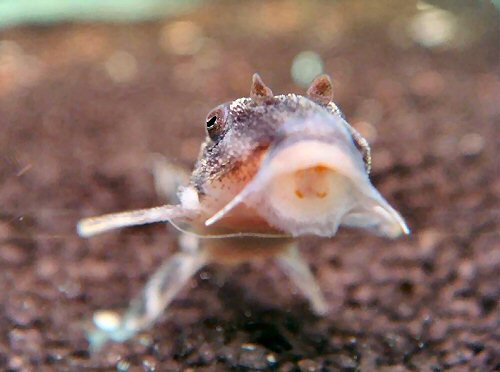 Hypancistrus sp. (L450) = Head and mouth view