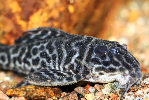 Hypancistrus sp. (L470) = head view