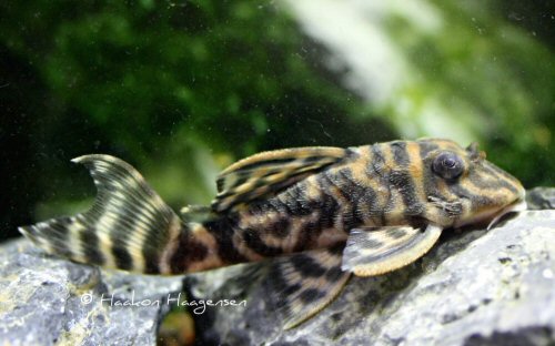 Hypancistrus sp. (L500)