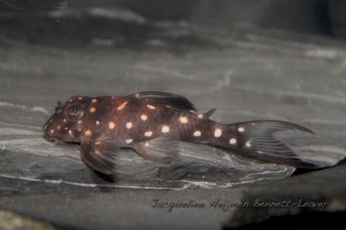 Hypancistrus sp. (L501) = juvenile