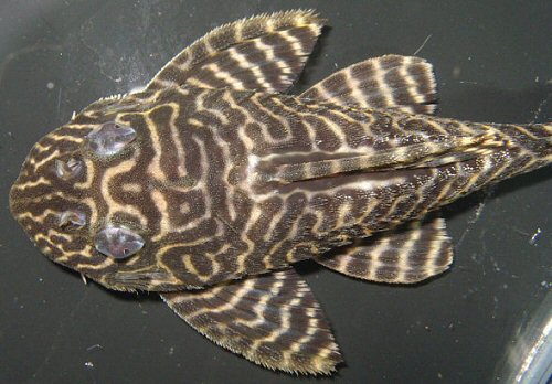 Hypancistrus sp. (L 066) = male