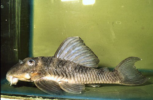 Hypancistrus sp. (L070)