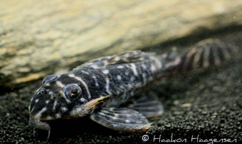 Hypancistrus sp. 'Rio Guaviare'