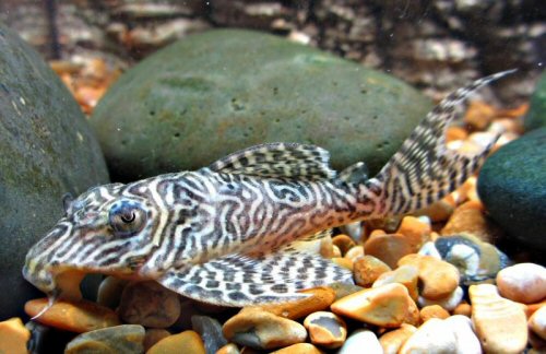 Hypancistrus sp. "Lower Rio Xingu"