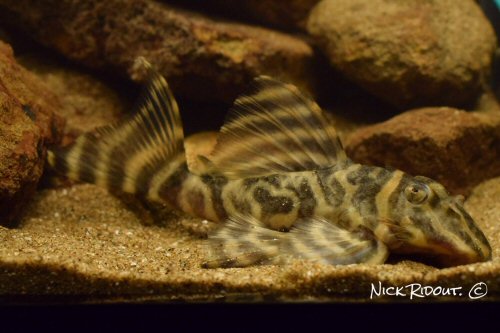 Hypancistrus sp. (L499)