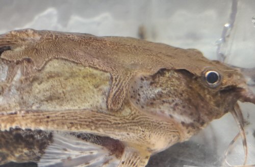 Hypodoras forficulatus = head view