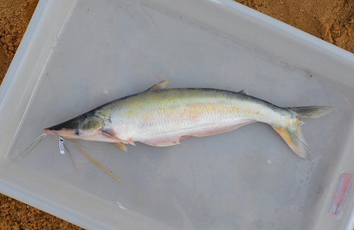 Hypophthalmus edentatus - Rio Tocantins