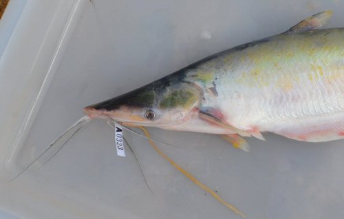 Hypophthalmus edentatus - Head view - Rio Tocantins