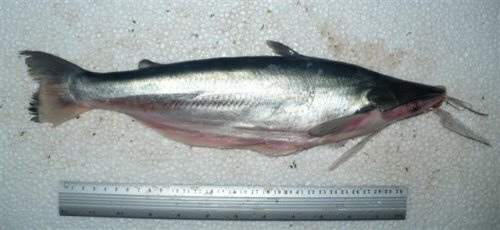 Hypophthalmus edentatus - Juruti, Para