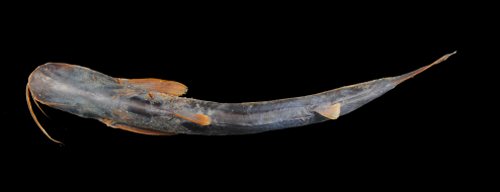 Hypophthalmus oremaculatus = Dorsal view-El Mentiroso Lagoon, Madre de Dios subbasin, Amazon Basin