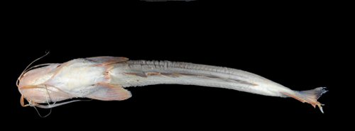 Hypophthalmus oremaculatus = Ventral view-El Mentiroso Lagoon, Madre de Dios subbasin, Amazon Basin