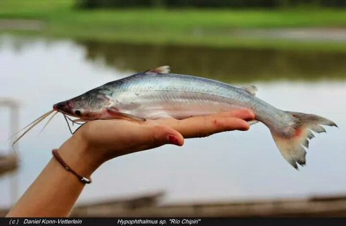 Hypophthalmus sp. 'Rio Mamore' = Chipiri River, Mamore Drainage, Bolivia