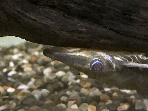 Hypoptopoma gulare = head view