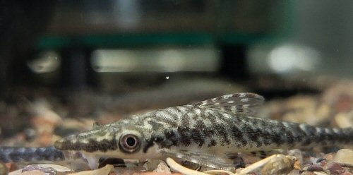 Hypoptopoma psilogaster = head view