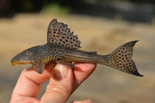 Hypostomus affinis = Creek trib Piracicaba (Doce Basin), 19°39'35.3"S, 42°44'54"W