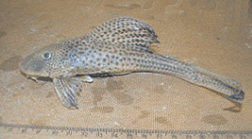 Hypostomus affinis = Lower Manhuaçu river (Middle Doce River basin)