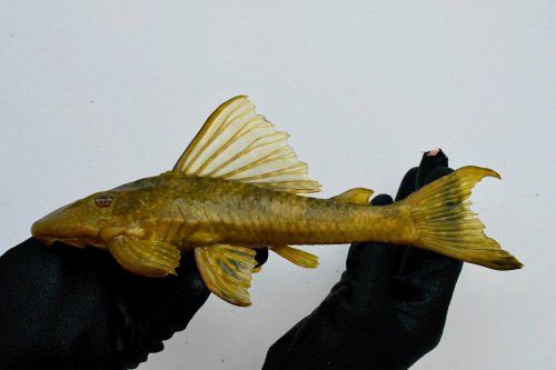 Hypostomus alatus