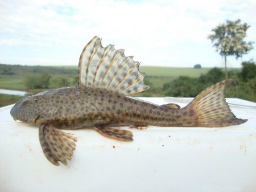 Hypostomus ancistroides = Rio Jaú, Brazil