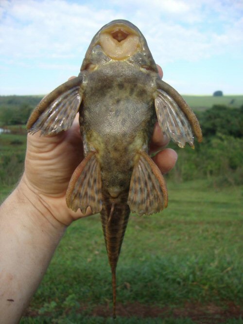 Hypostomus ancistroides = Ventral view-Rio Jaú, Brazil