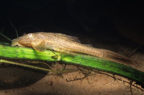 Hypostomus ancistroides