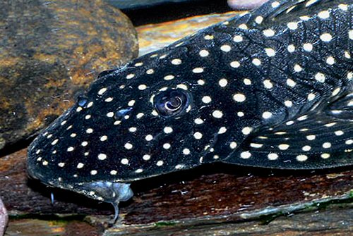 Hypostomus arecuta = head view