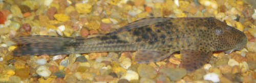 Hypostomus aspilogaster = Young specimen around 13cm