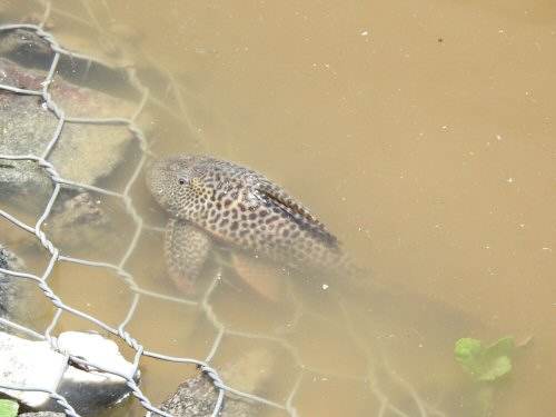 Hypostomus aspilogaster = Adult-La Capital, Santa Fe, Argentina