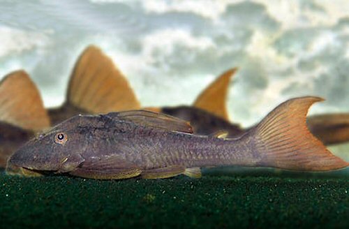 Hypostomus basilisko