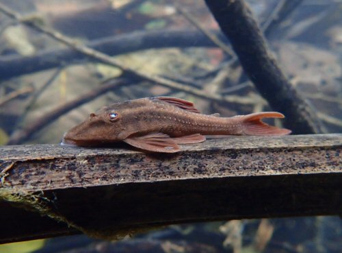 Hypostomus basilisko - with eye defect