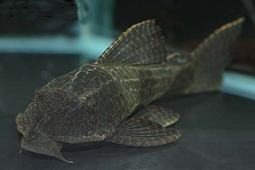 Hypostomus borellii 