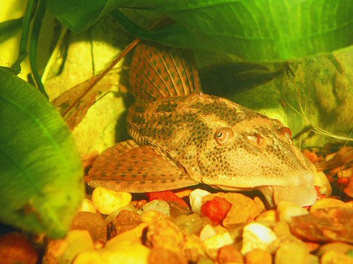 Hypostomus boulengeri = head view