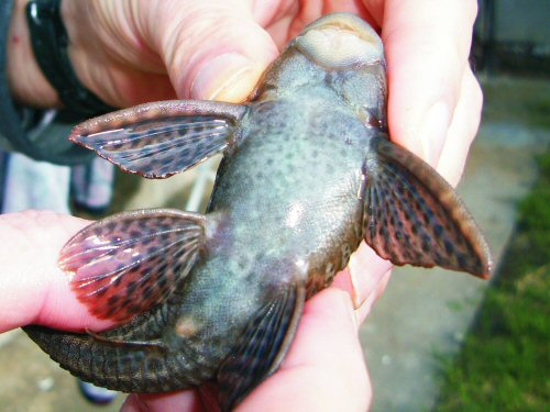 Hypostomus boulengeri - ventral view