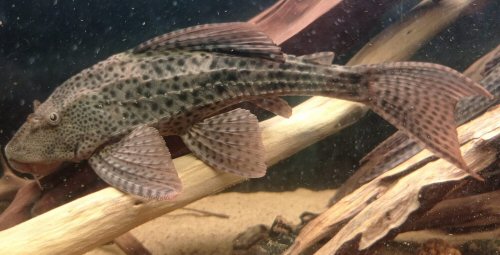 Hypostomus boulengeri