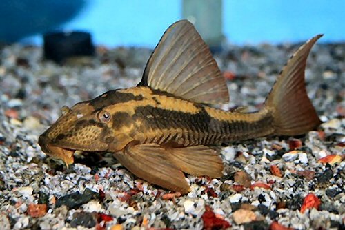 Hypostomus cochliodon 