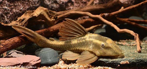 Hypostomus cochliodon