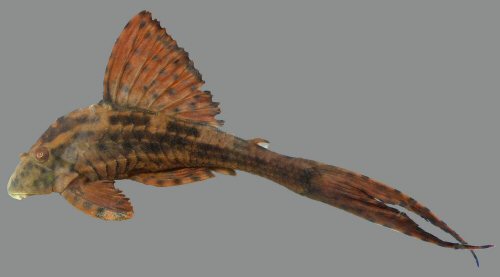 Hypostomus cochliodon