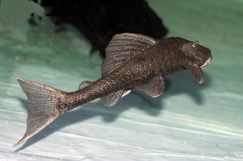 Hypostomus commersoni