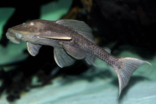 Hypostomus commersoni 